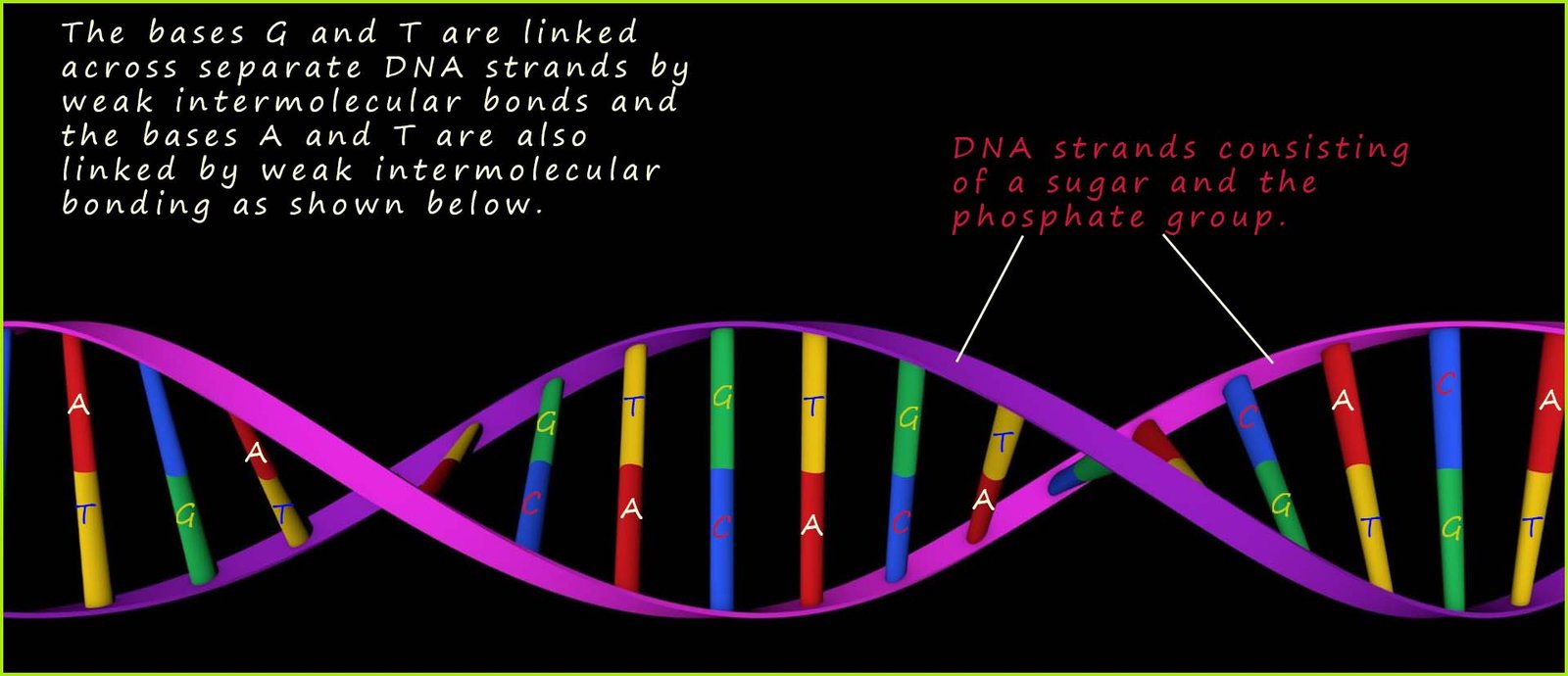 DNA double helix structure showing the base pairs linking across the strands.